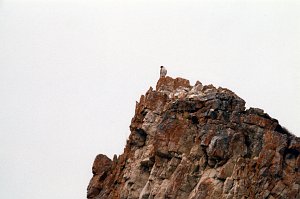 Hawk, Gyrfalcon, Dempster Hwy, YT  06-1996 B06P84I02